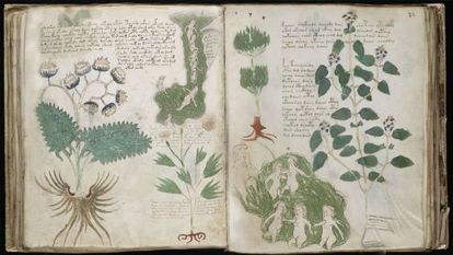 Imagen del códice Voynich, un texto del siglo XV con dibujos de plantas y texto en un lenguaje incomprensible.